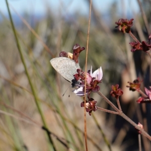 Zizina otis at Deua National Park (CNM area) - 29 May 2024