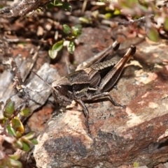 Praxibulus sp. (genus) at Deua National Park (CNM area) - 29 May 2024 11:59 AM