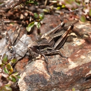 Praxibulus sp. (genus) at Deua National Park (CNM area) - 29 May 2024 11:59 AM