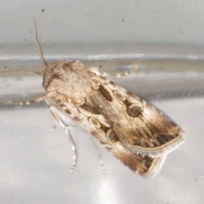 Agrotis munda (Brown Cutworm) at Avoca, VIC - 5 Feb 2017 by WendyEM