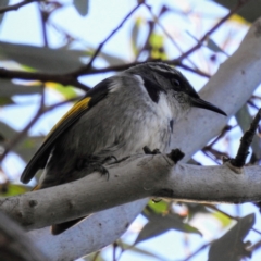 Phylidonyris pyrrhopterus at ANBG - 29 May 2024