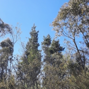 Pinus radiata at Gibraltar Pines - 29 May 2024