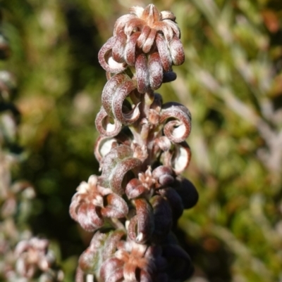 Oxylobium ellipticum (Common Shaggy Pea) at Deua National Park (CNM area) - 29 May 2024 by RobG1