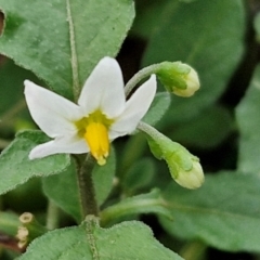 Solanum nigrum (Black Nightshade) at West Goulburn Bushland Reserve - 30 May 2024 by trevorpreston