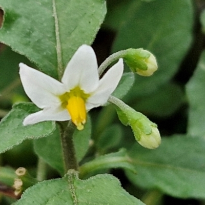 Solanum nigrum (Black Nightshade) at Goulburn, NSW - 30 May 2024 by trevorpreston