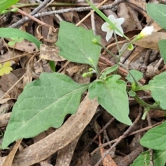 Solanum nigrum at Goulburn, NSW - 30 May 2024