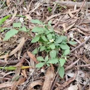 Solanum nigrum at Goulburn, NSW - 30 May 2024 01:28 PM