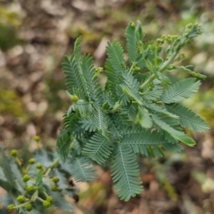 Acacia baileyana at Goulburn, NSW - 30 May 2024 01:27 PM