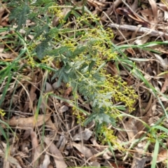 Acacia baileyana at Goulburn, NSW - 30 May 2024 01:27 PM