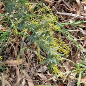 Acacia baileyana at Goulburn, NSW - 30 May 2024 01:27 PM