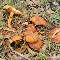 Gymnopilus junonius (Spectacular Rustgill) at West Goulburn Bushland Reserve - 30 May 2024 by trevorpreston