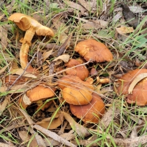 Gymnopilus junonius at Goulburn, NSW - 30 May 2024 01:26 PM