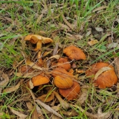 Gymnopilus junonius at Goulburn, NSW - 30 May 2024 01:26 PM