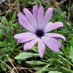 Dimorphotheca ecklonis (South African Daisy) at West Goulburn Bushland Reserve - 30 May 2024 by trevorpreston