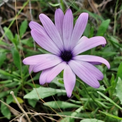 Dimorphotheca ecklonis (South African Daisy) at Goulburn, NSW - 30 May 2024 by trevorpreston