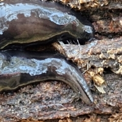 Parakontikia ventrolineata (Stripe-bellied flatworm) at Goulburn, NSW - 30 May 2024 by trevorpreston