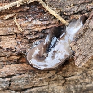 Parakontikia ventrolineata at Goulburn, NSW - 30 May 2024