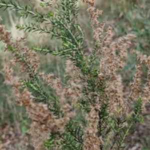 Cassinia sifton at Goulburn, NSW - 30 May 2024 01:22 PM