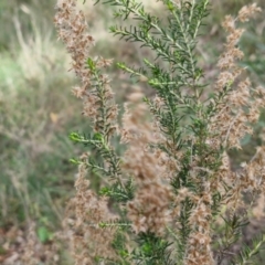 Cassinia sifton at Goulburn, NSW - 30 May 2024