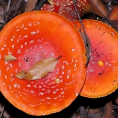 Amanita muscaria (Fly Agaric) at ANBG - 30 May 2024 by TimL