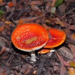 Amanita muscaria at ANBG - 30 May 2024