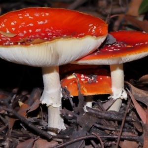 Amanita muscaria at ANBG - 30 May 2024 02:35 PM