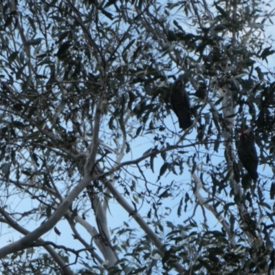 Callocephalon fimbriatum (Gang-gang Cockatoo) at Brindabella National Park - 30 May 2024 by jmcleod