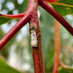 Machaerotinae sp. (family) (Tube Spittlebugs) at Aranda, ACT - 30 May 2024 by KMcCue