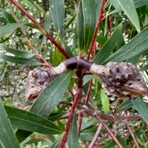 Hakea salicifolia subsp. salicifolia at Aranda, ACT - 30 May 2024 02:59 PM