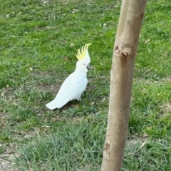 Cacatua galerita (Sulphur-crested Cockatoo) at Aranda, ACT - 29 May 2024 by KMcCue