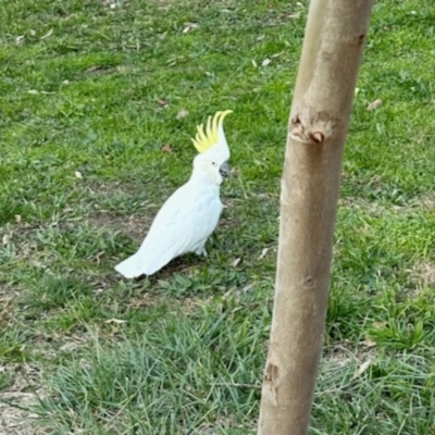 Cacatua galerita (Sulphur-crested Cockatoo) at Aranda, ACT - 29 May 2024 by KMcCue