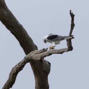 Elanus axillaris at Hall, ACT - 30 May 2024