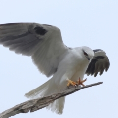 Elanus axillaris at Hall, ACT - 30 May 2024