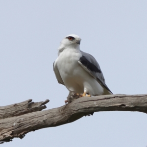 Elanus axillaris at Hall, ACT - 30 May 2024