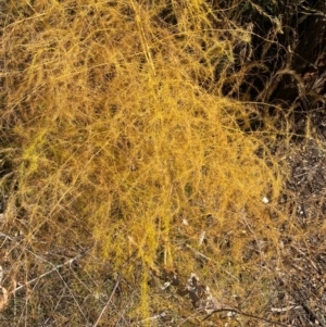 Asparagus officinalis at Mount Ainslie to Black Mountain - 30 May 2024 10:41 AM