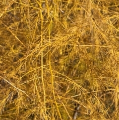 Asparagus officinalis at Mount Ainslie to Black Mountain - 30 May 2024