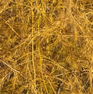 Asparagus officinalis at Mount Ainslie to Black Mountain - 30 May 2024 10:41 AM