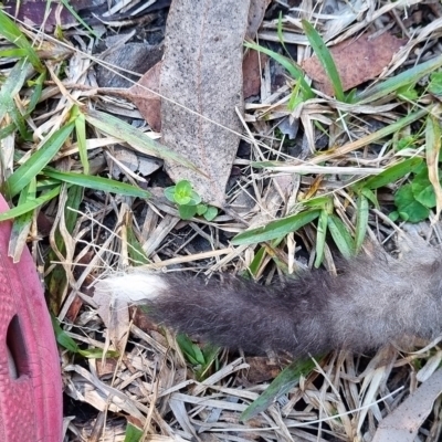 Petaurus notatus (Krefft’s Glider, Sugar Glider) at Termeil, NSW - 29 May 2024 by DavidAllsop