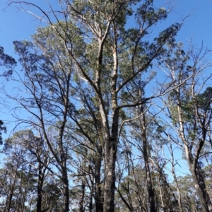 Eucalyptus fastigata at Deua National Park (CNM area) - 29 May 2024