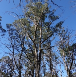 Eucalyptus fastigata at Deua National Park (CNM area) - 29 May 2024 12:57 PM