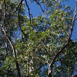 Eucalyptus fastigata at Deua National Park (CNM area) - 29 May 2024