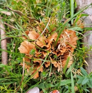 Podoscypha petalodes at QPRC LGA - 30 May 2024