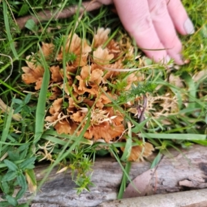 Podoscypha petalodes at QPRC LGA - 30 May 2024