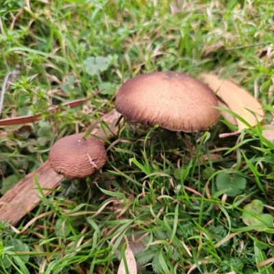 Psilocybe subaeruginosa at Tallaganda National Park - 30 May 2024 by Csteele4