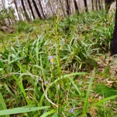 Dianella tasmanica at Tallaganda National Park - 30 May 2024