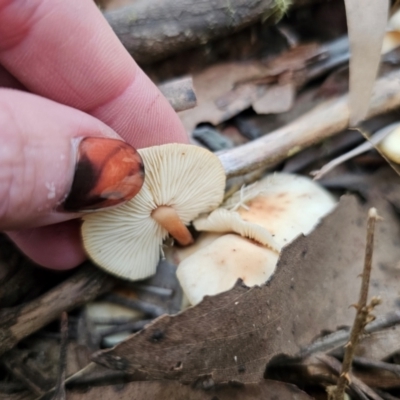 Rhodocollybia incarnata at QPRC LGA - 30 May 2024 by Csteele4