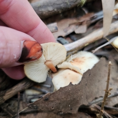 Rhodocollybia incarnata at Tallaganda National Park - 30 May 2024 by Csteele4