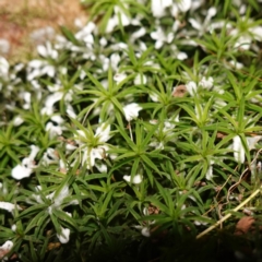 Polytrichaceae sp. (family) at QPRC LGA - 29 May 2024 by RobG1