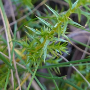 Stellaria pungens at QPRC LGA - 29 May 2024