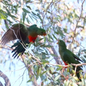 Alisterus scapularis at Hawker, ACT - 26 May 2024